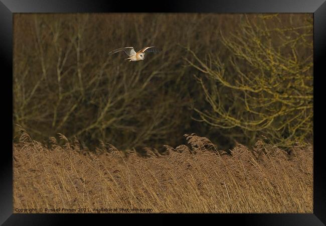 Barn owl (Tyto alba) flying over reeds Framed Print by Russell Finney