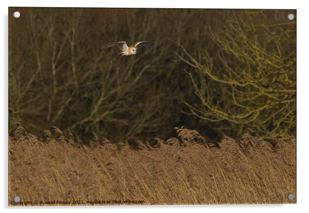 Barn owl (Tyto alba) flying over reeds Acrylic by Russell Finney
