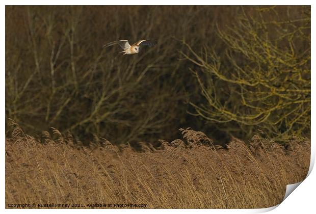Barn owl (Tyto alba) flying over reeds Print by Russell Finney