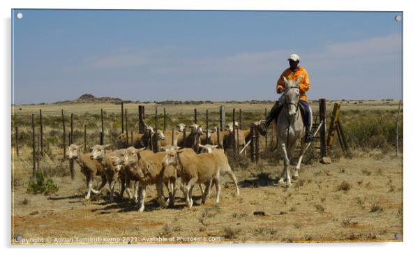 Rounding up the sheep Acrylic by Adrian Turnbull-Kemp