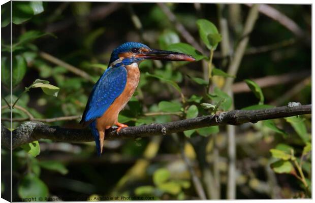 Kingfishers male with fish Canvas Print by Russell Finney