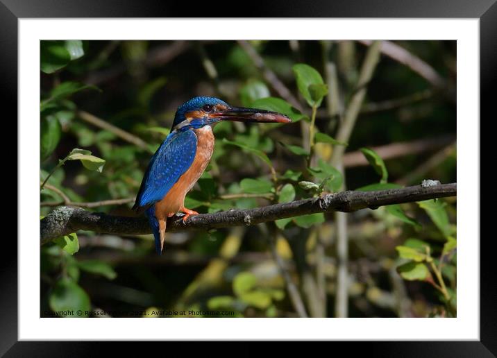 Kingfishers male with fish Framed Mounted Print by Russell Finney