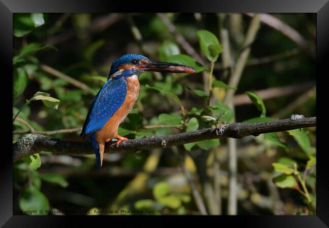 Kingfishers male with fish Framed Print by Russell Finney
