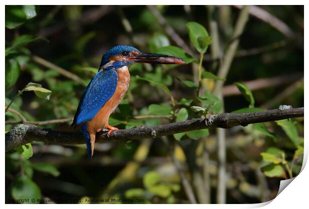 Kingfishers male with fish Print by Russell Finney
