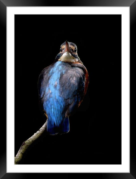 Kingfisher close up on branch Framed Mounted Print by Russell Finney