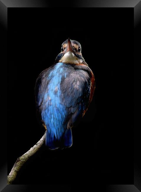Kingfisher close up on branch Framed Print by Russell Finney