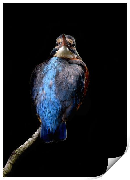 Kingfisher close up on branch Print by Russell Finney