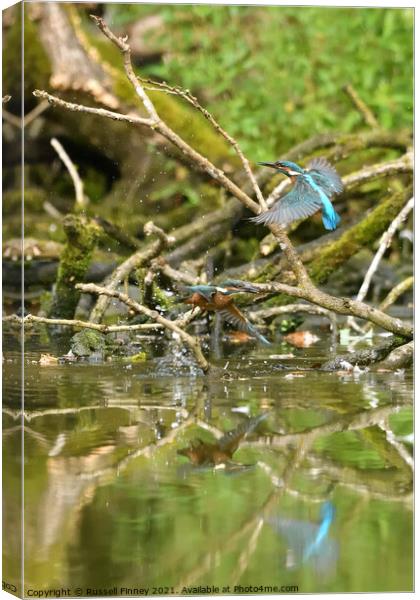 Kingfishers learning to fish Canvas Print by Russell Finney