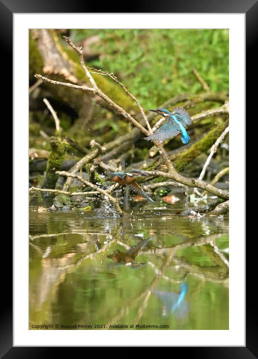 Kingfishers learning to fish Framed Mounted Print by Russell Finney