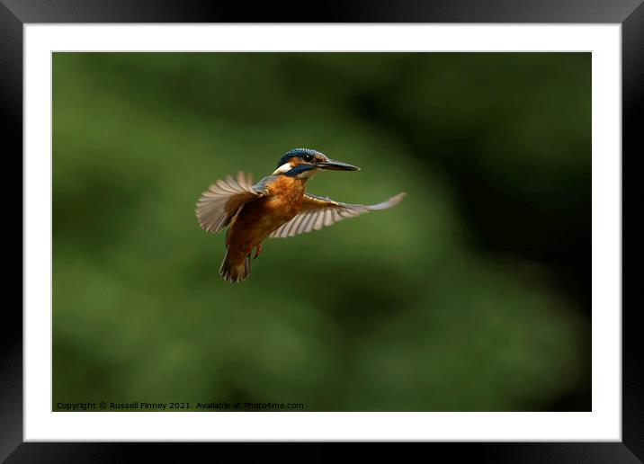 Kingfisher hovering Framed Mounted Print by Russell Finney