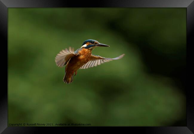 Kingfisher hovering Framed Print by Russell Finney