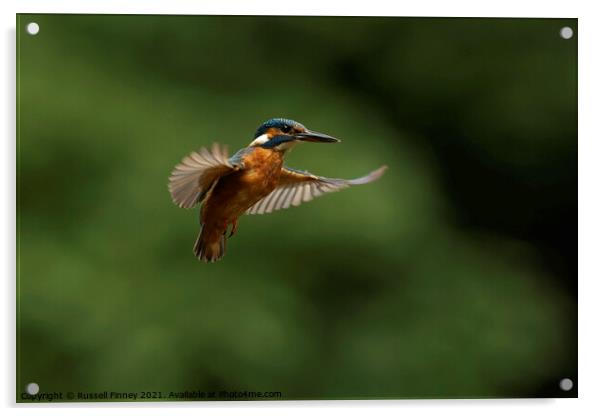 Kingfisher hovering Acrylic by Russell Finney