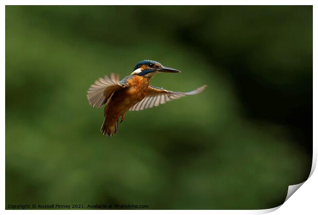 Kingfisher hovering Print by Russell Finney