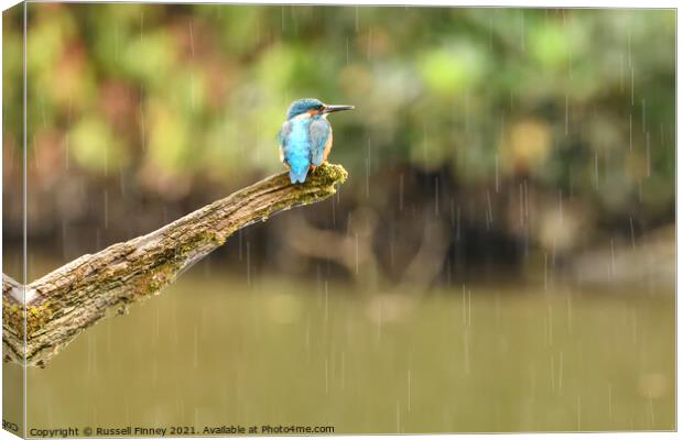 Kingfisher in the rain Canvas Print by Russell Finney