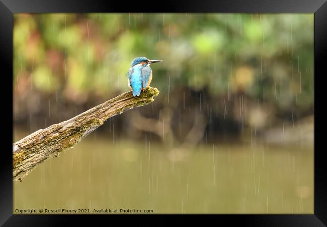 Kingfisher in the rain Framed Print by Russell Finney
