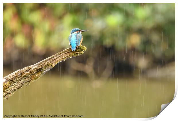 Kingfisher in the rain Print by Russell Finney