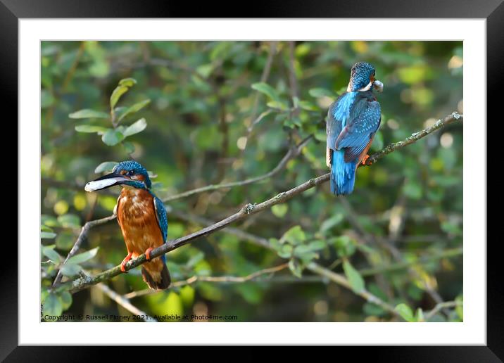 Kingfisher male and female with fish Framed Mounted Print by Russell Finney