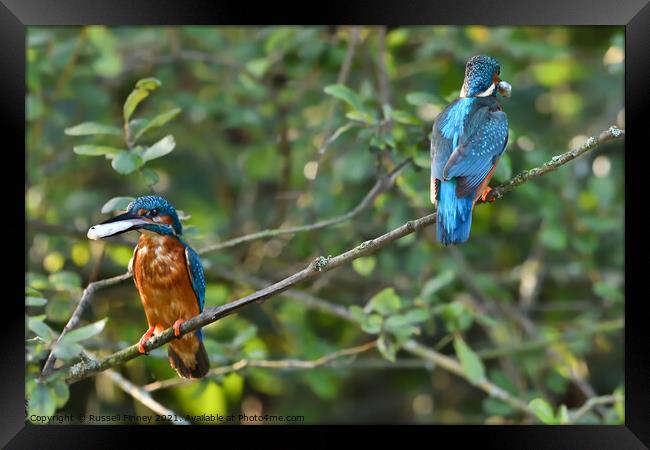 Kingfisher male and female with fish Framed Print by Russell Finney