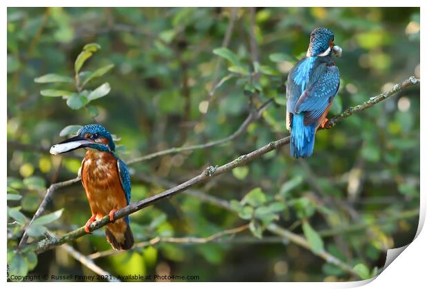 Kingfisher male and female with fish Print by Russell Finney