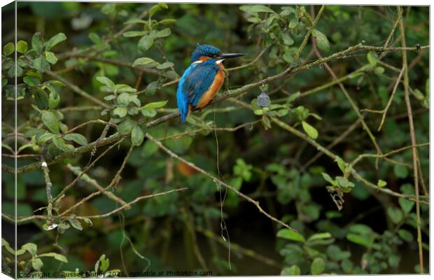 Kingfisher next to silly fisher Canvas Print by Russell Finney