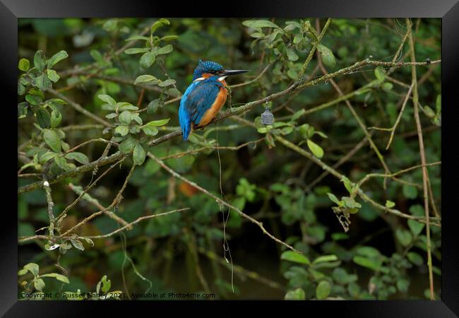 Kingfisher next to silly fisher Framed Print by Russell Finney