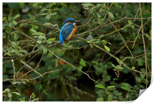 Kingfisher next to silly fisher Print by Russell Finney