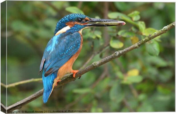 Kingfisher male with a fish Canvas Print by Russell Finney