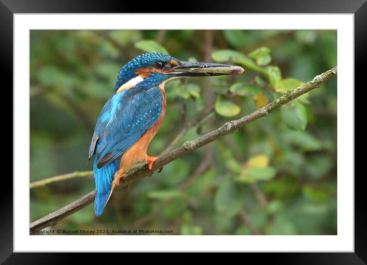 Kingfisher male with a fish Framed Mounted Print by Russell Finney