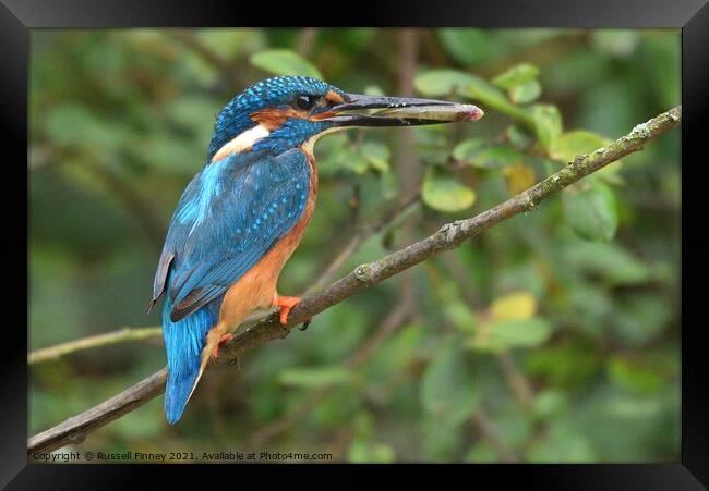 Kingfisher male with a fish Framed Print by Russell Finney