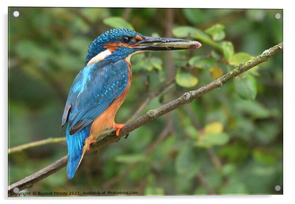 Kingfisher male with a fish Acrylic by Russell Finney
