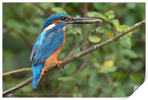 Kingfisher male with a fish Print by Russell Finney