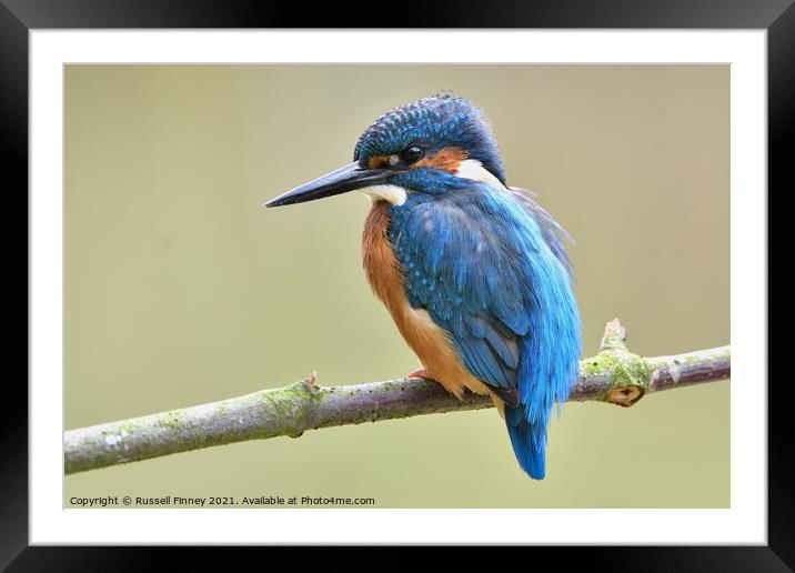Kingfisher male on a branch Framed Mounted Print by Russell Finney