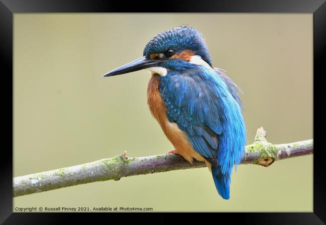 Kingfisher male on a branch Framed Print by Russell Finney