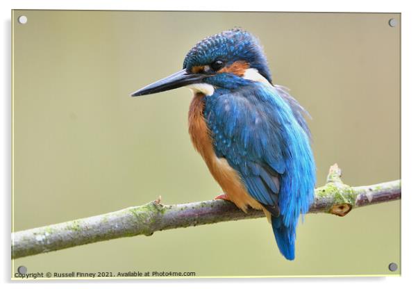 Kingfisher male on a branch Acrylic by Russell Finney