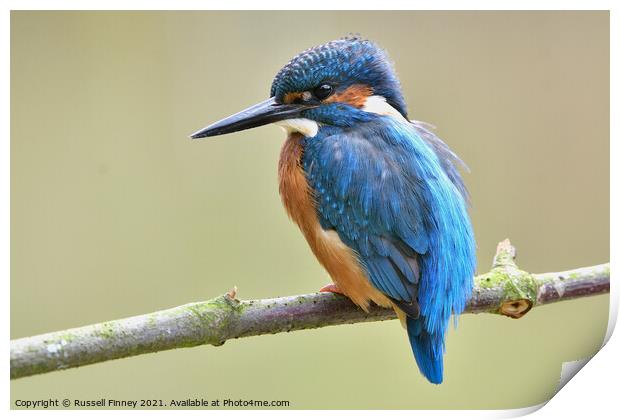 Kingfisher male on a branch Print by Russell Finney