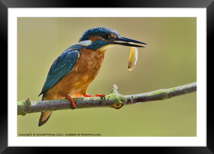Kingfisher with a fish  Framed Mounted Print by Russell Finney