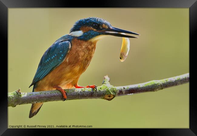 Kingfisher with a fish  Framed Print by Russell Finney