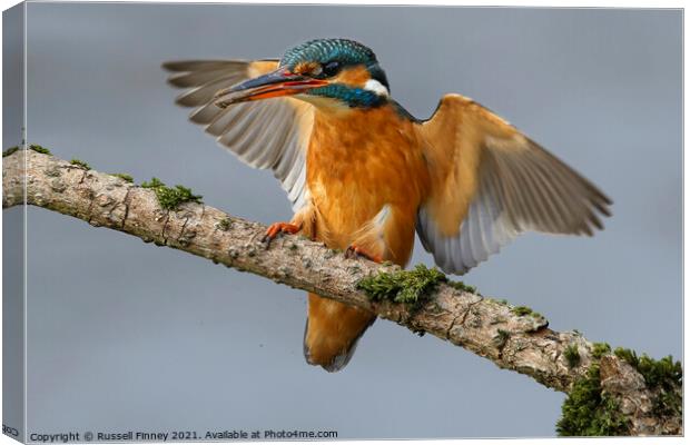 Kingfisher female landing on branch Canvas Print by Russell Finney