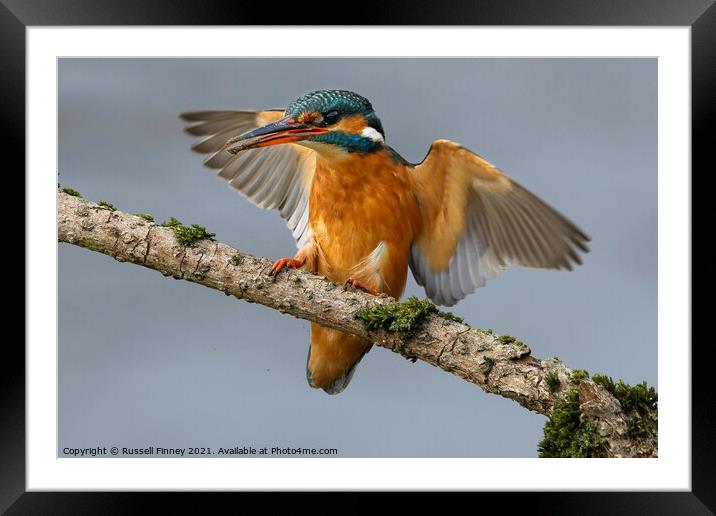 Kingfisher female landing on branch Framed Mounted Print by Russell Finney