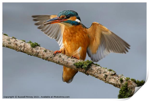 Kingfisher female landing on branch Print by Russell Finney