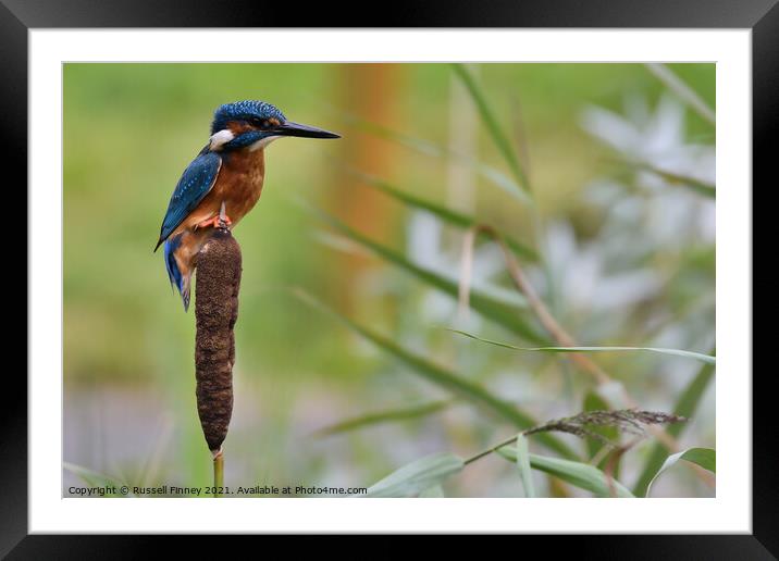 Kingfisher on bull rush Framed Mounted Print by Russell Finney