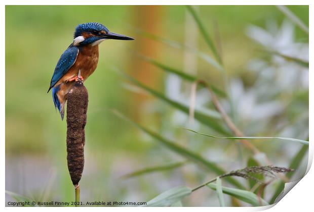 Kingfisher on bull rush Print by Russell Finney