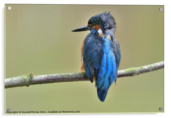 Kingfisher male on a branch Acrylic by Russell Finney
