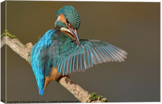 Kingfisher female preening feathers Canvas Print by Russell Finney