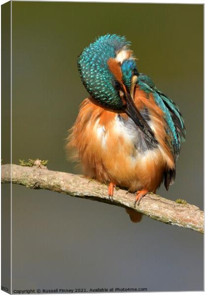 Kingfisher female preening feathers Canvas Print by Russell Finney