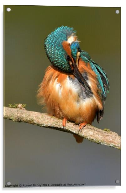 Kingfisher female preening feathers Acrylic by Russell Finney