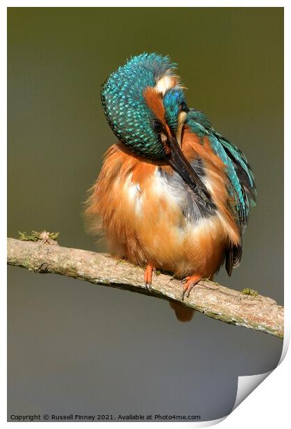 Kingfisher female preening feathers Print by Russell Finney