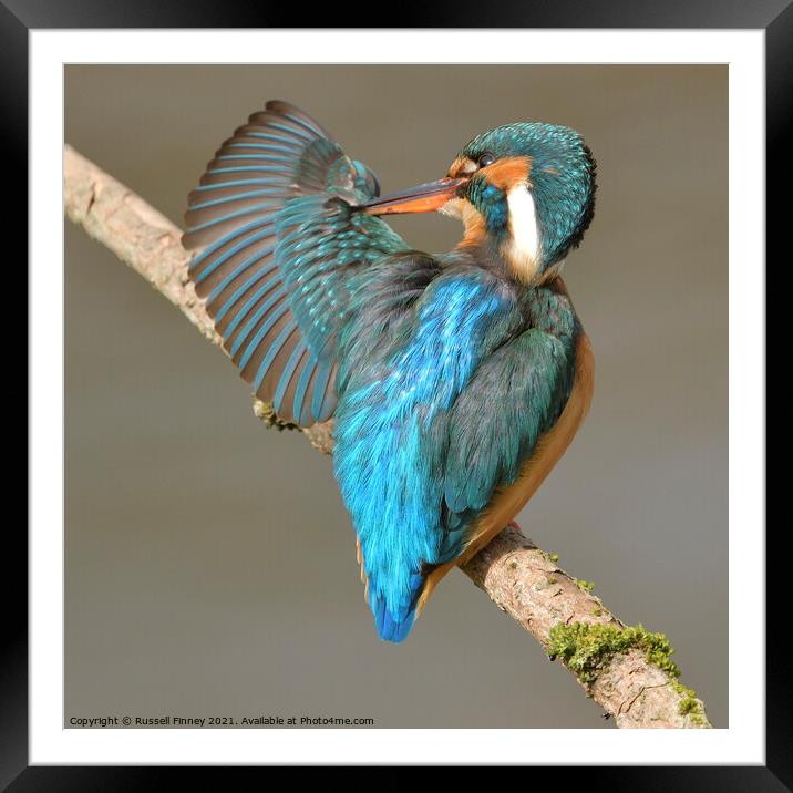 Kingfisher female preening feathers Framed Mounted Print by Russell Finney