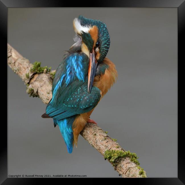 Kingfisher female preening feathers Framed Print by Russell Finney