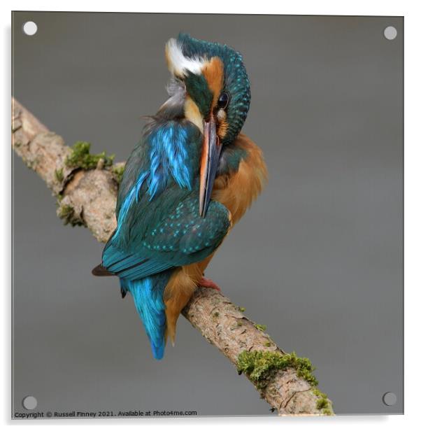 Kingfisher female preening feathers Acrylic by Russell Finney